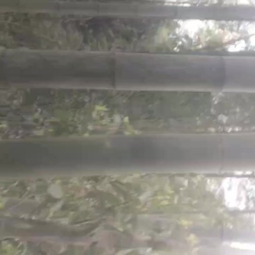 楠竹