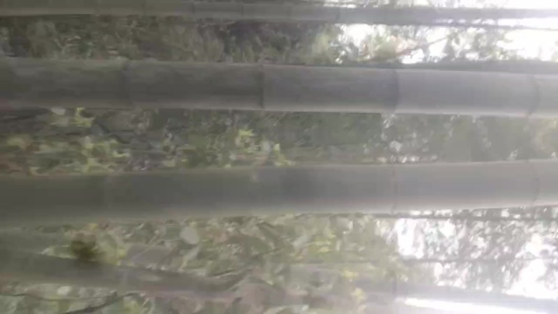 楠竹