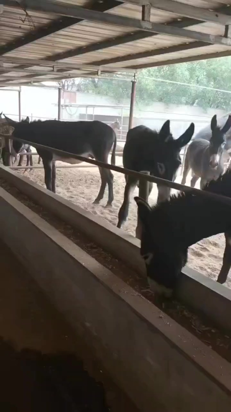 肉驴，德州驴，乌头驴，杂交肉驴