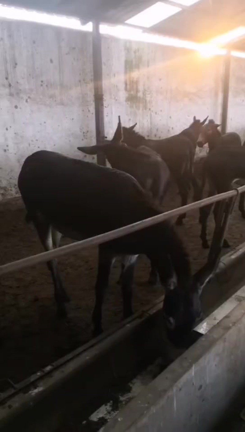 肉驴，德州驴，乌头驴，杂交肉驴