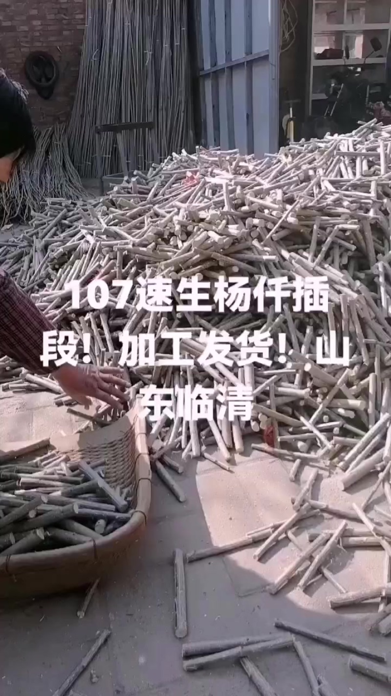 山东临清107速生杨仟插段