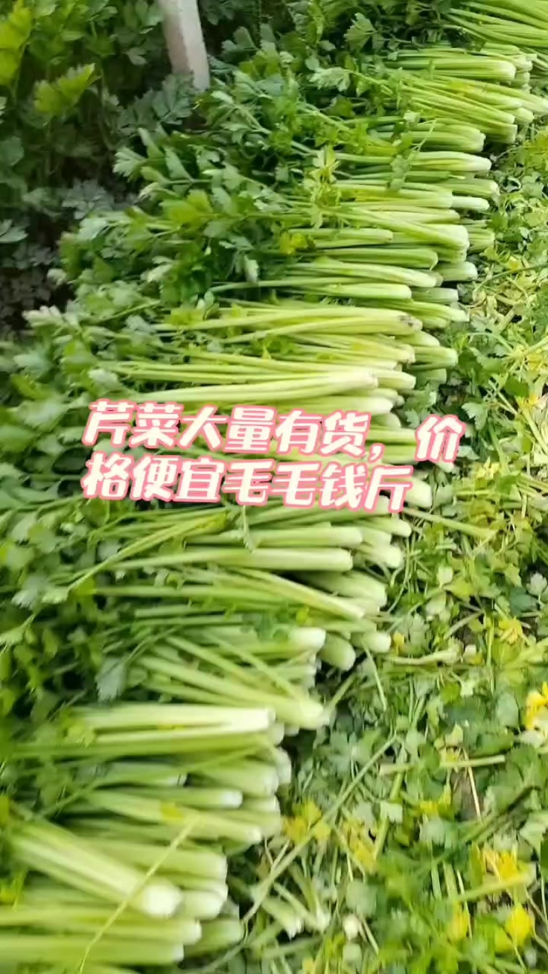 本地芹菜大量上市，翠嫩无丝小黄条不空心不老