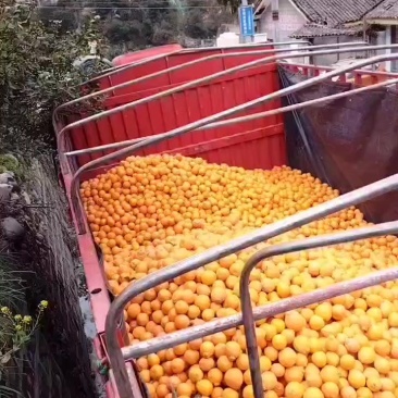 黄果柑三毛三毛三毛一斤