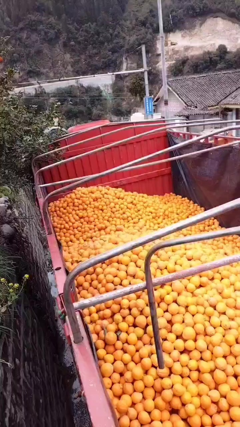 黄果柑三毛三毛三毛一斤