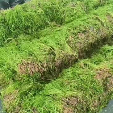 轮叶黑藻带根草把子草