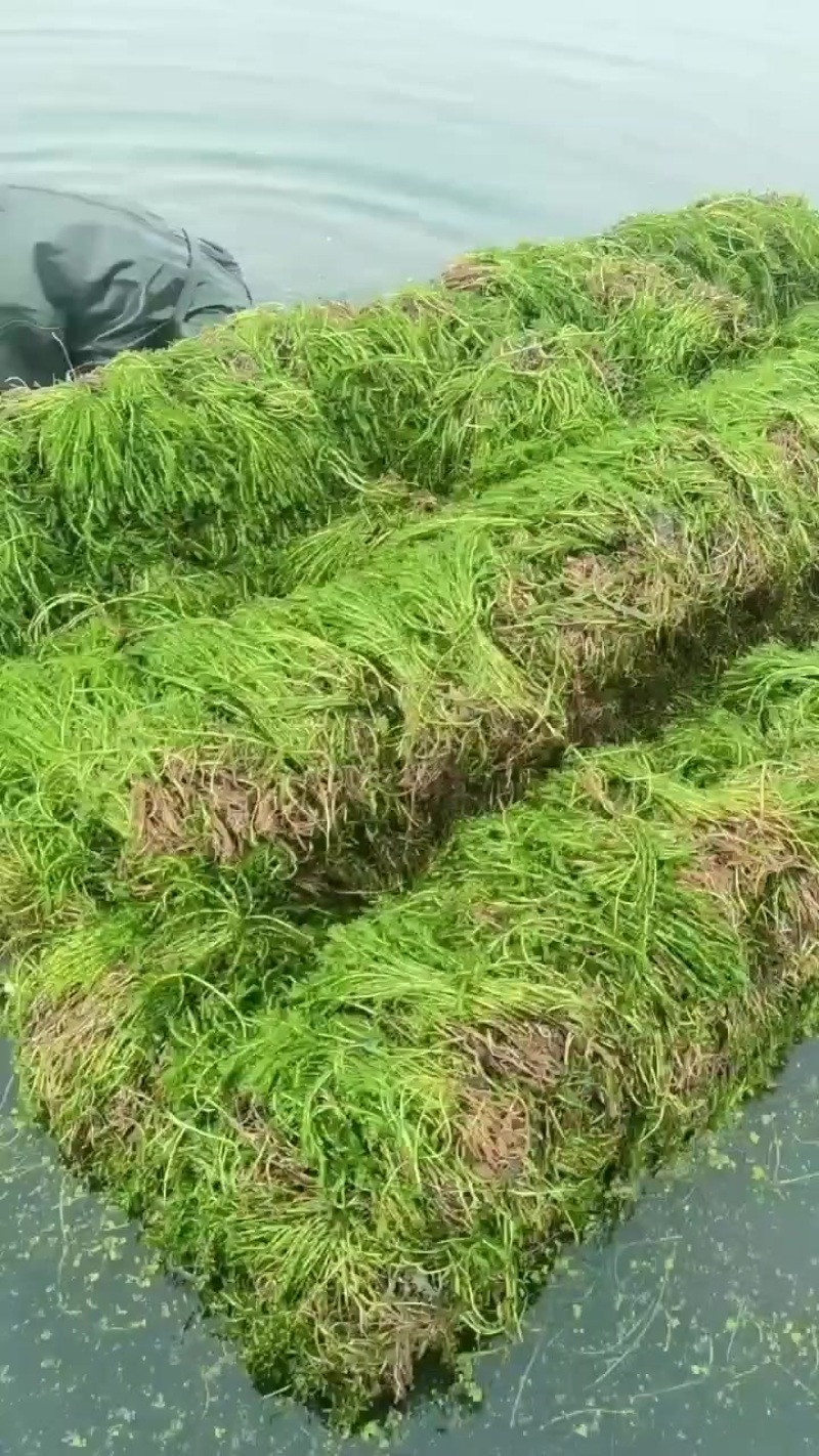 轮叶黑藻带根草把子草