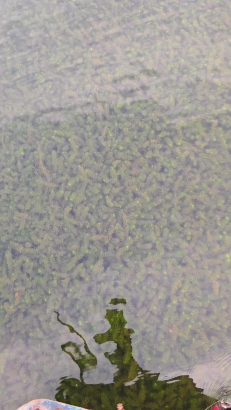 轮叶黑藻带根草把子草