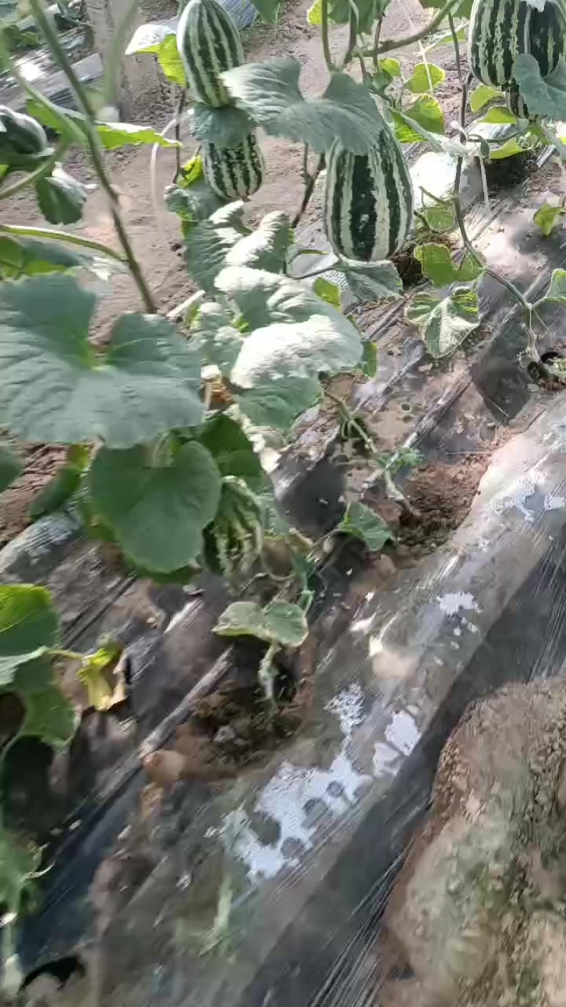 甜瓜批发