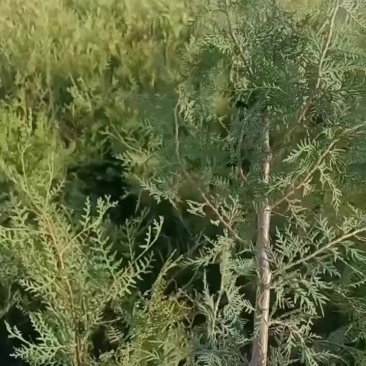 侧柏