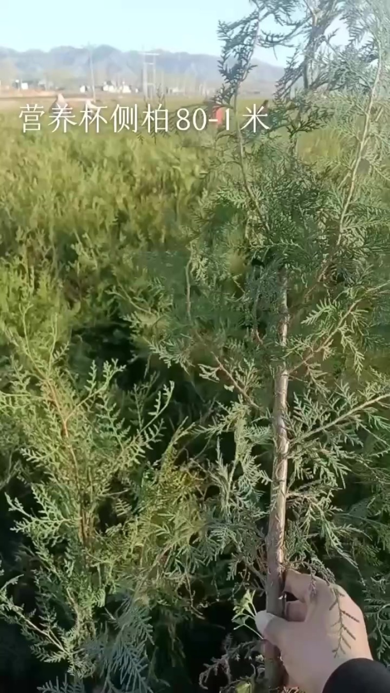 侧柏