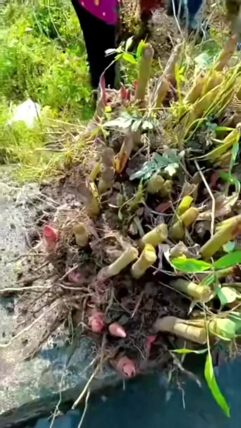 红皮南姜
