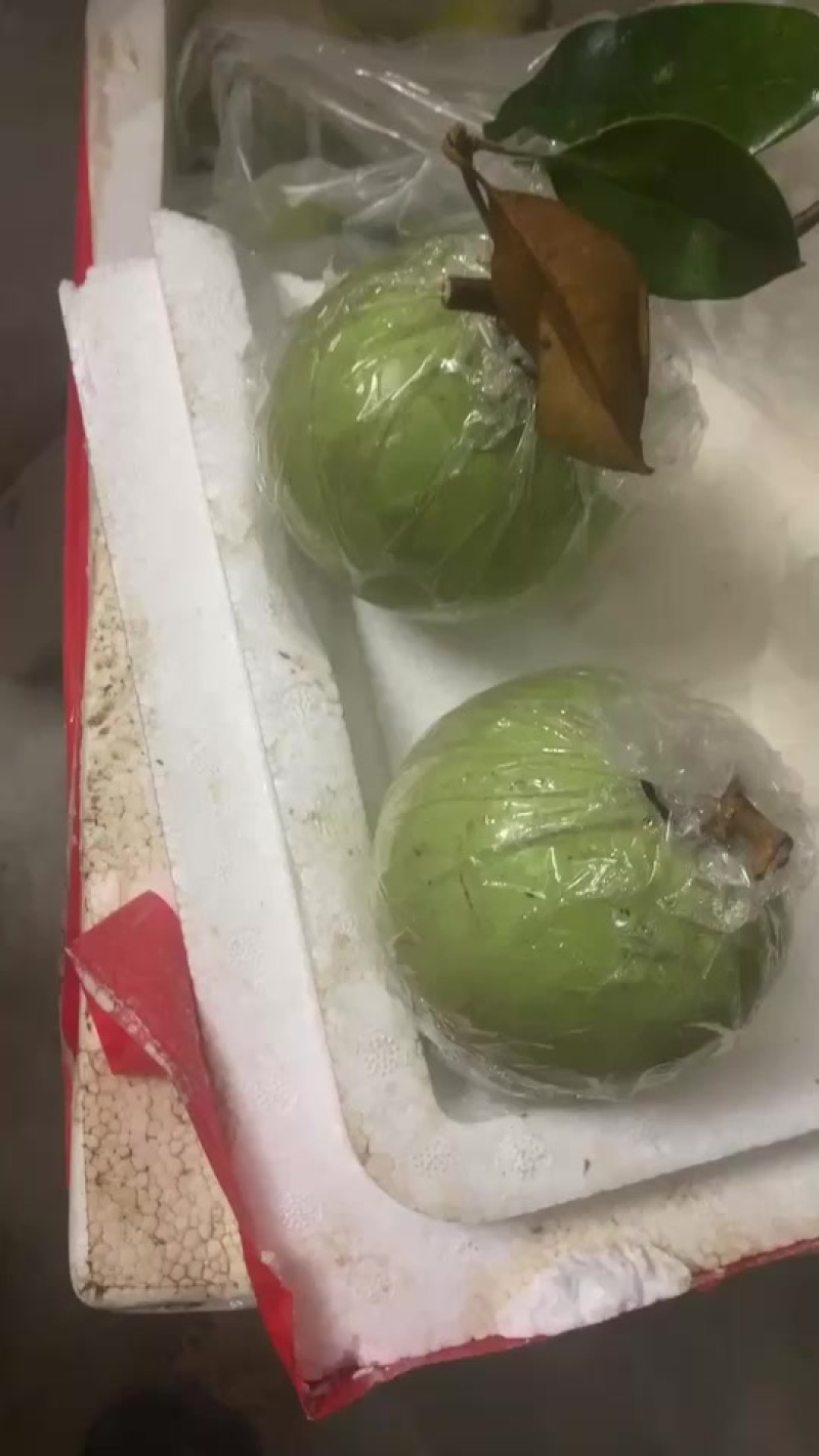 牛奶果