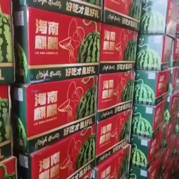 海南麒麟瓜