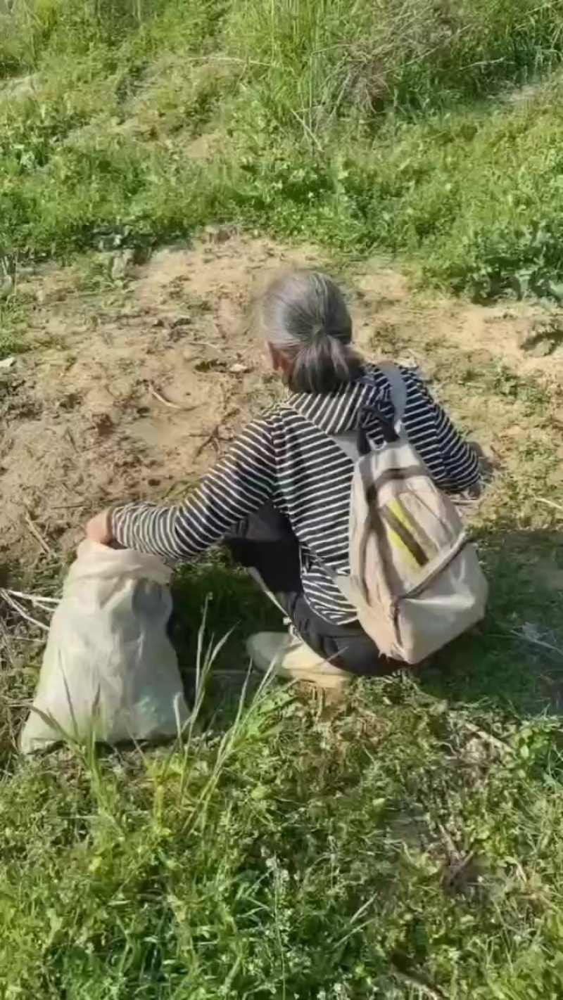 野生猫抓草