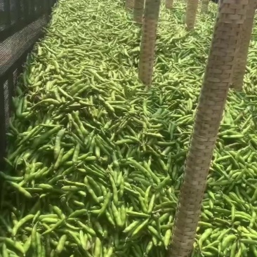 蚕豆