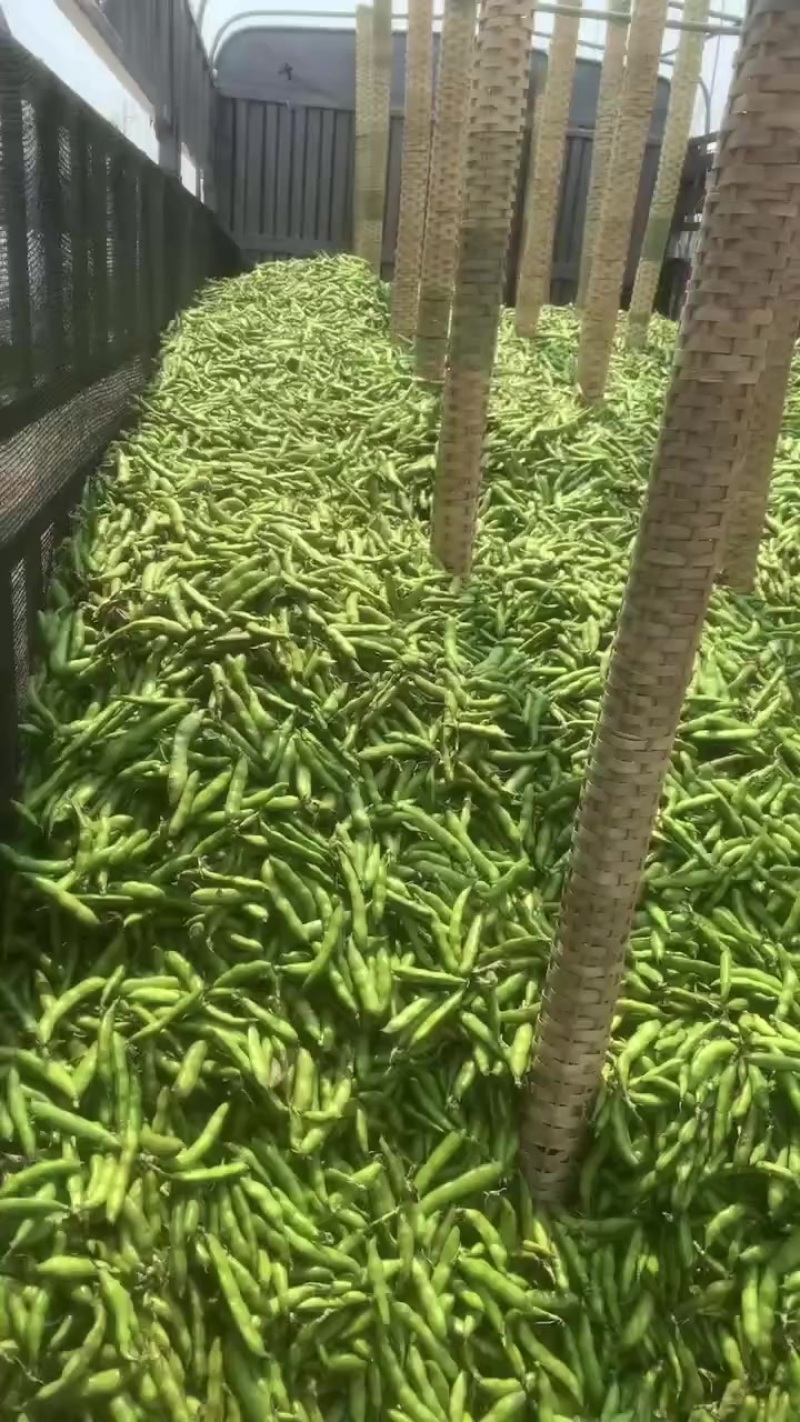 蚕豆