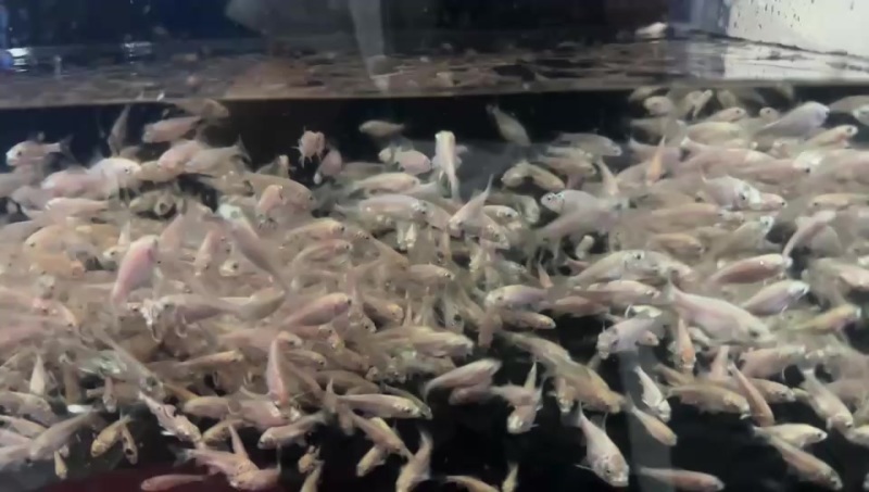 蝴蝶鲤观赏鱼