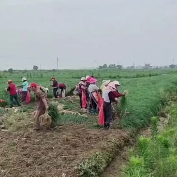 新鲜藠头