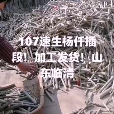 山东107速生杨仟插段