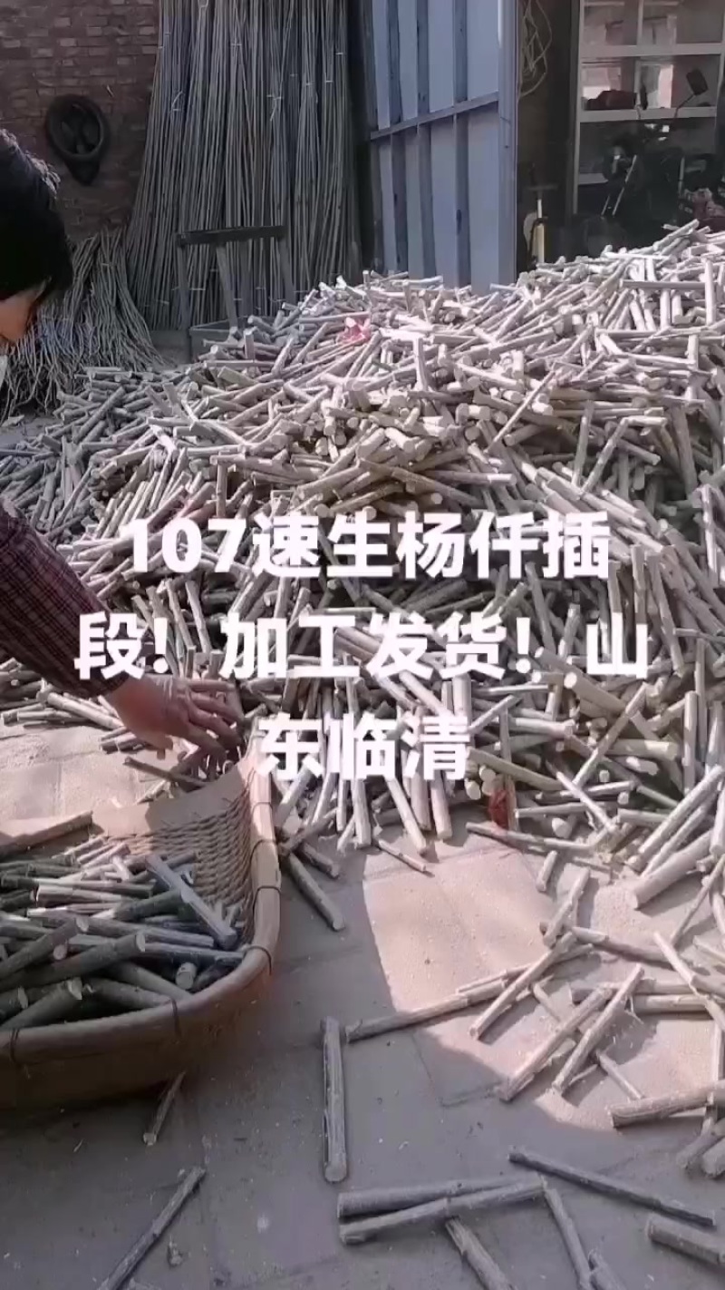 山东107速生杨仟插段