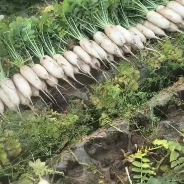 白萝卜
