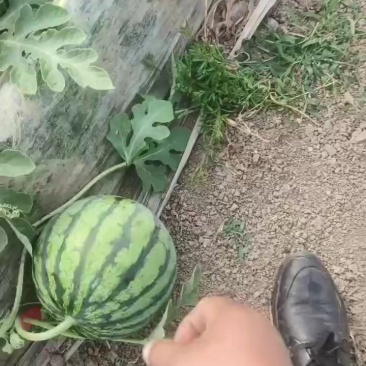连云港无籽美都西瓜开园了