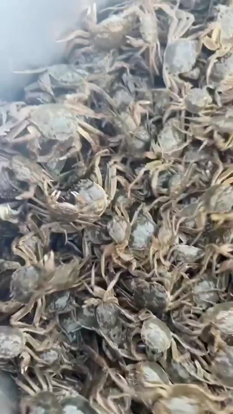 公蟹苗