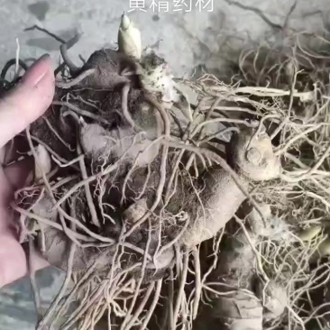 黄精药材