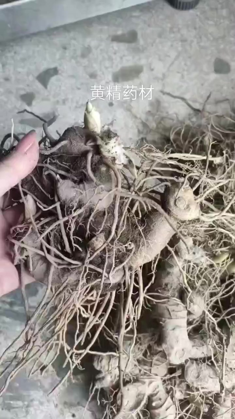 黄精药材