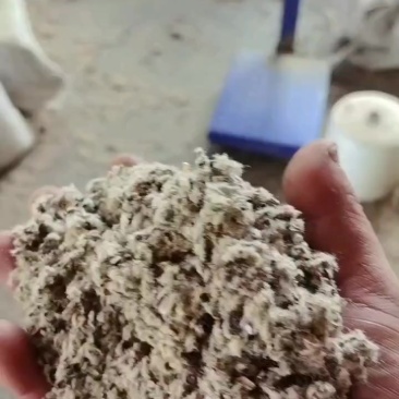 新疆优质棉壳