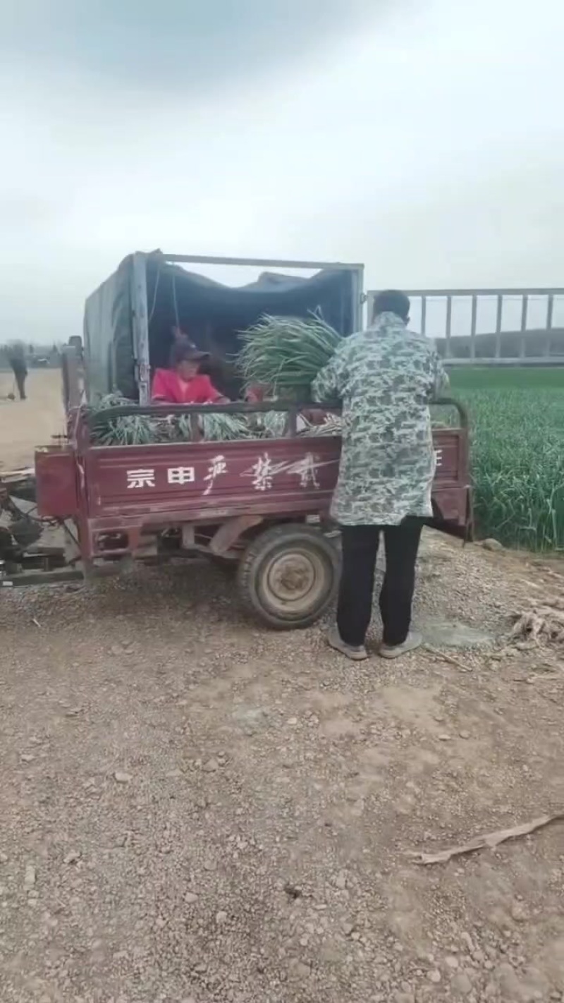 优质蒜苗