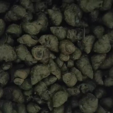 脆皮螺丝开始少量上市