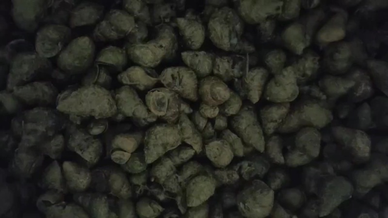脆皮螺丝开始少量上市
