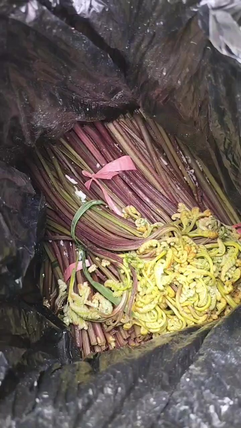 贵州蕨菜甜蕨鲜货苦蕨焦亚青蕨盐巴