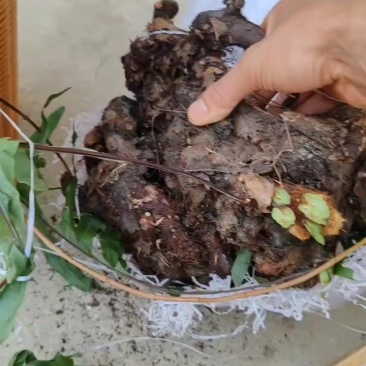 纯野生碎骨补