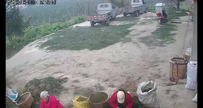 麦冬种苗