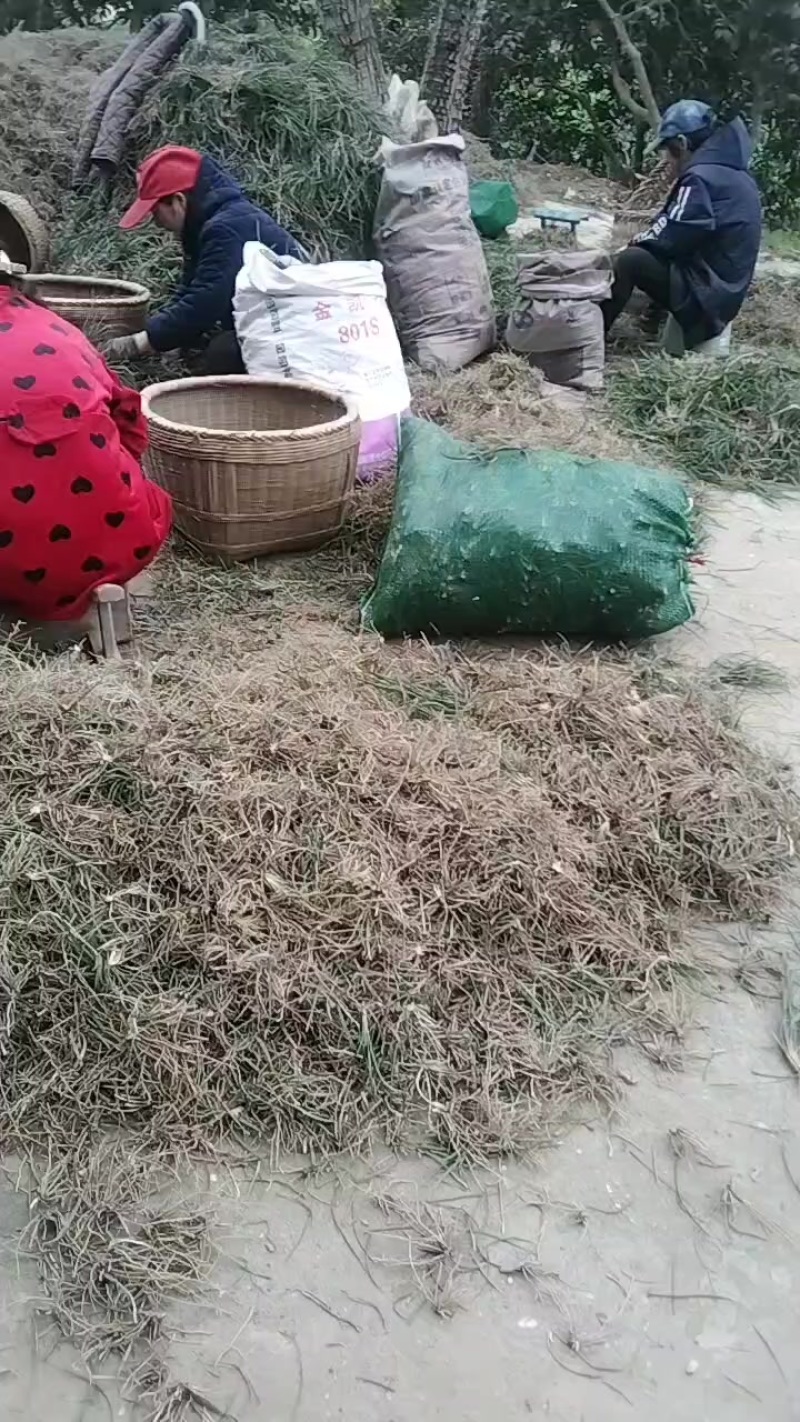 麦冬种苗