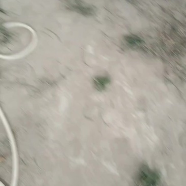 麦冬种苗