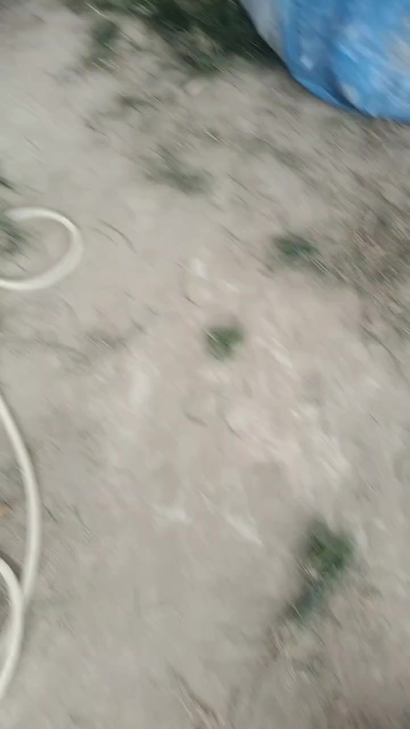 麦冬种苗
