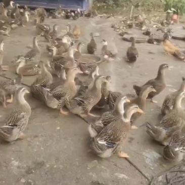 麻鸭3000+只