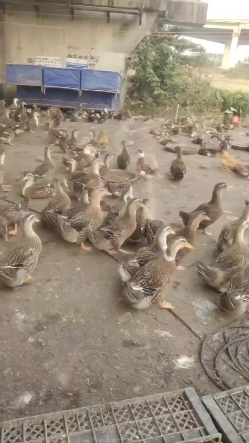 麻鸭3000+只