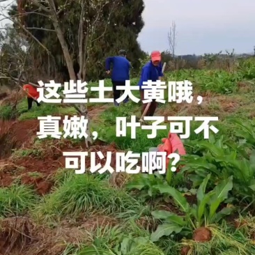 新鲜的土大黄叶子