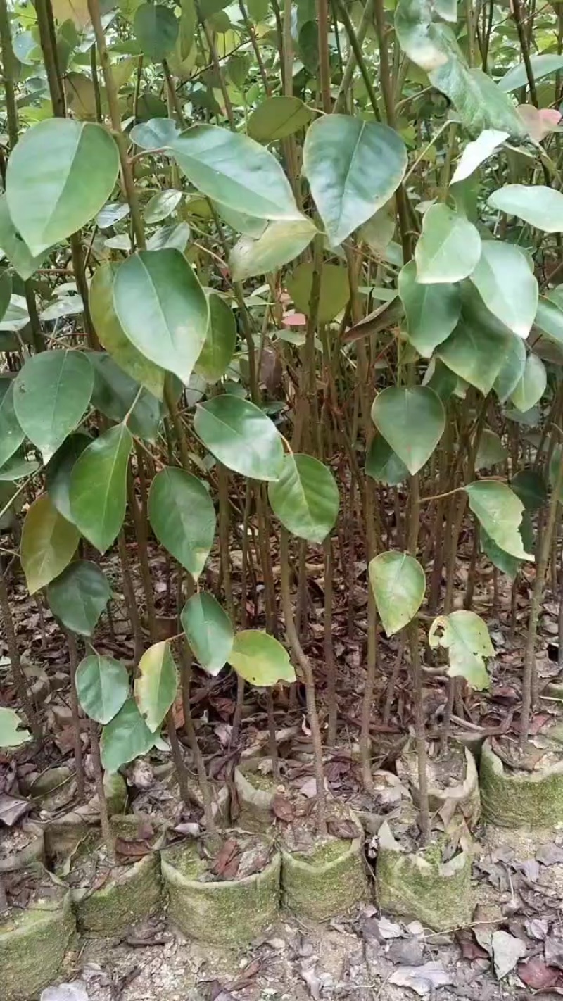 红花荷