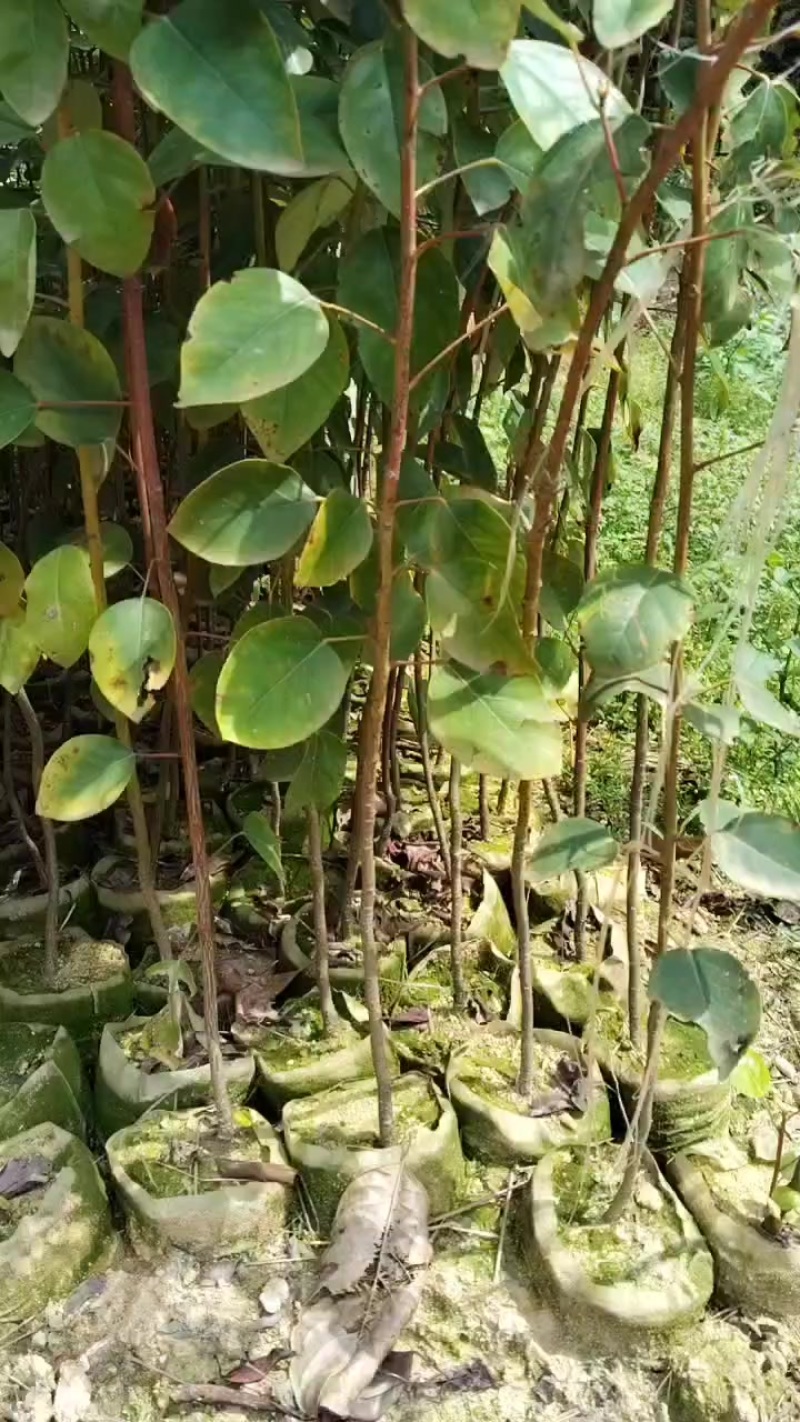 红花荷