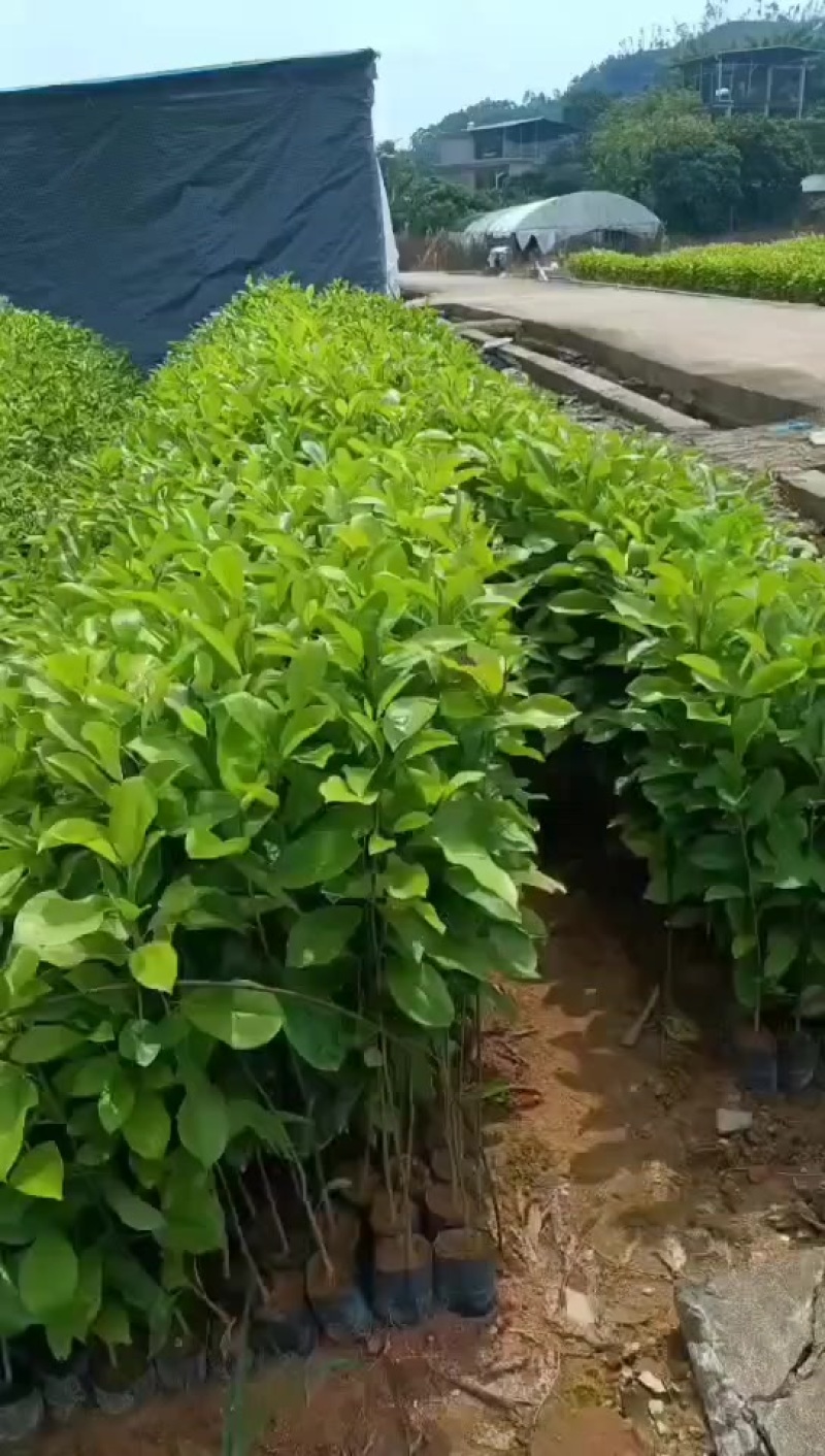 火力楠