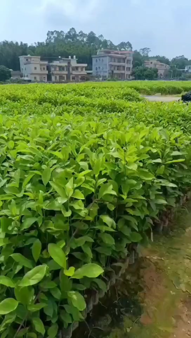 火力楠