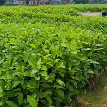 火力楠