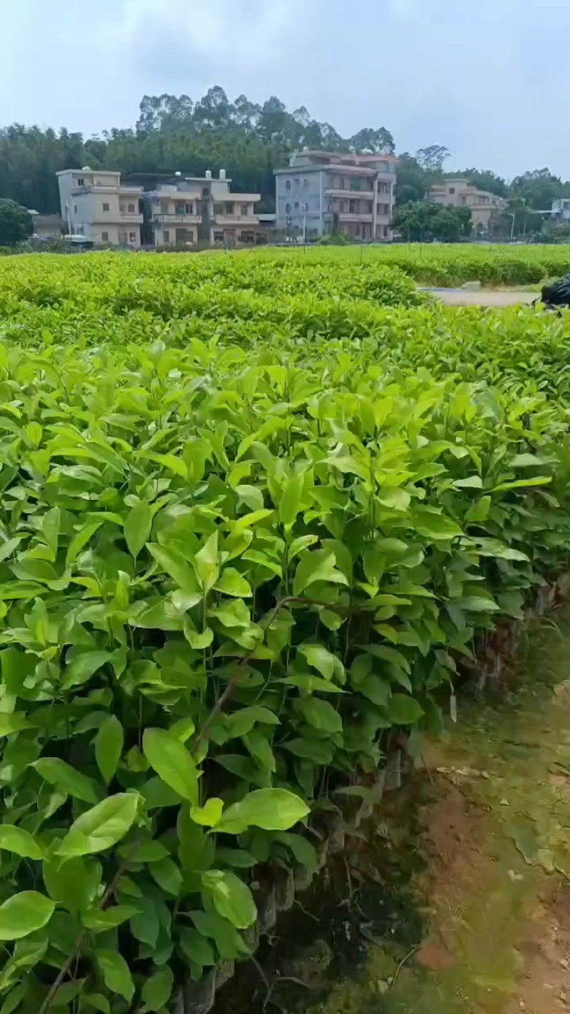 火力楠