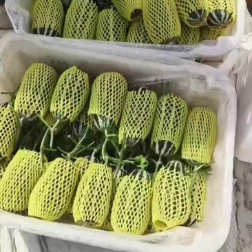 博洋九号甜瓜
