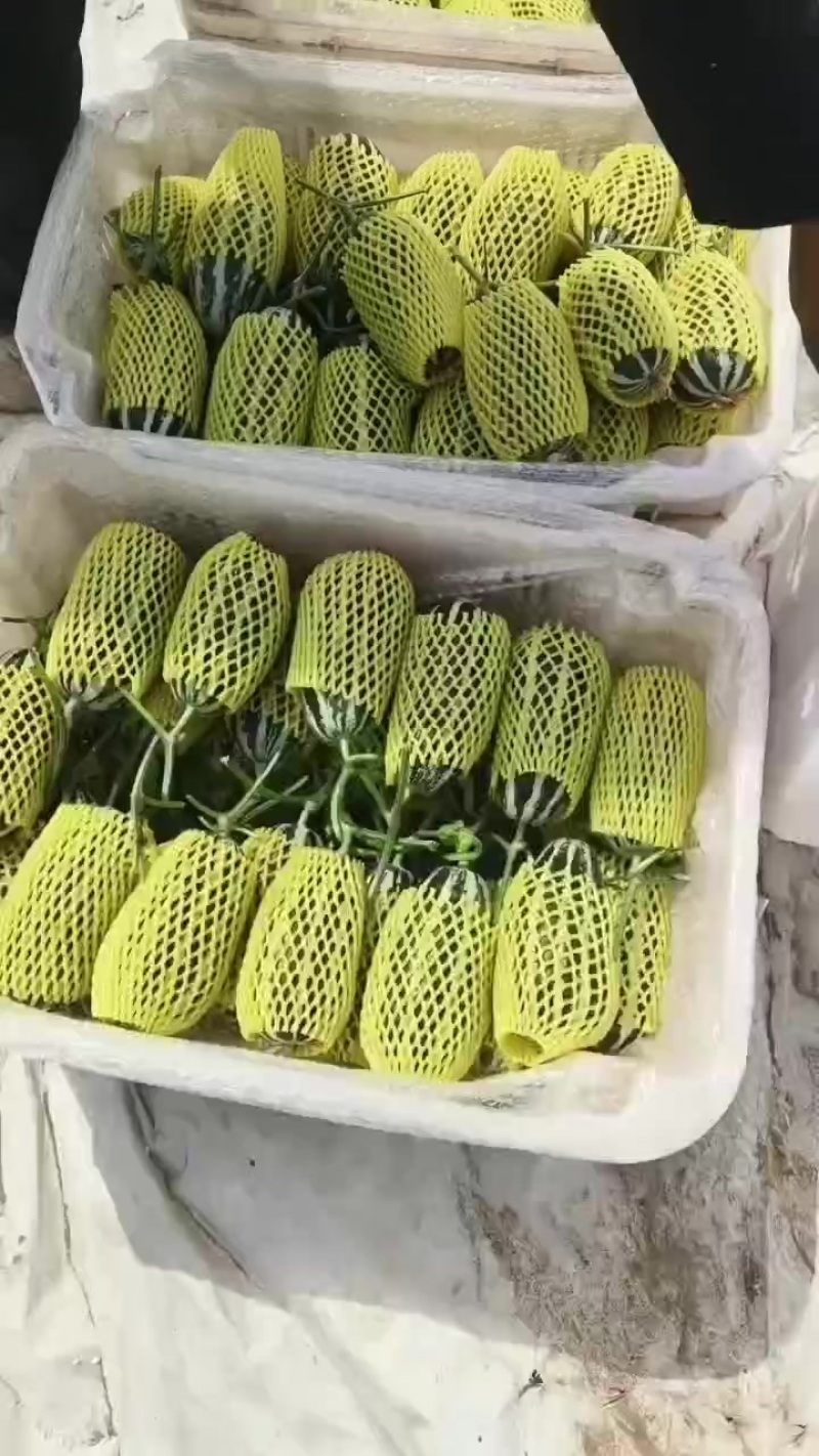 博洋九号甜瓜